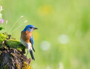Fête de la nature : l'occasion de se reconnecter avec la biodiversité