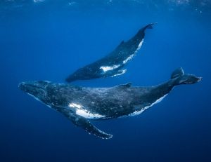 Fin de la chasse à la baleine pour l'Islande / iStock.com - lindsay_imagery