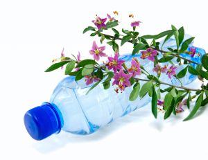 Que faire d'amusant avec des fleurs et une bouteille en plastique ?