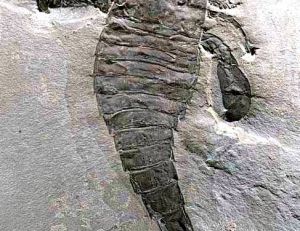 Scorpion géant fossilisé