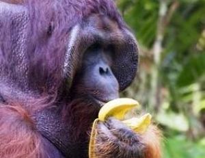 L’orang-outan est essentiellement herbivore