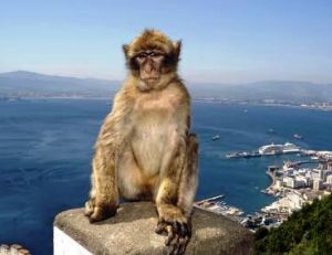 Un macaque berbère sur le rocher du Gibraltar