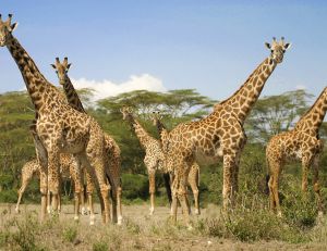 Les girafes vivent en groupe de 5 à 20 animaux