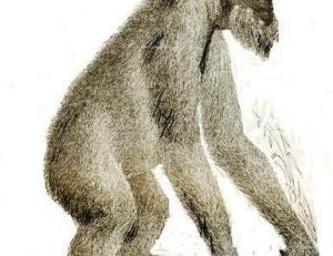 L’orang-outan tel que l’imaginaient les naturalistes du 19ème siècle