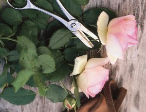 Ciseaux à fleurs © Le Prince Jardinier