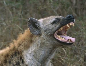 Une hyène, des hyènes