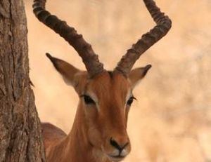 Impala mâle adulte