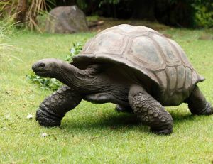 Insolite : Jonathan, 190 ans, la plus vieille tortue du monde !