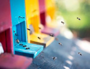 Installer une ruche chez soi : quelles sont les réglementations ? / iStock.com - borchee