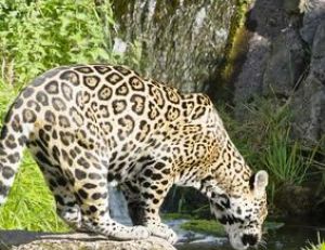 Il est fréquent de rencontrer des jaguars au bord de l’eau