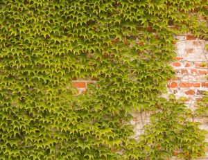 Jardin : comment camoufler un mur avec des plantes ? / iStock.com - Tobias_K