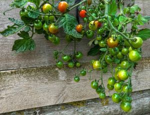 Jardin : faire pousser des tomates à l'envers, c'est possible ? / iStock.com - RobertSchneider