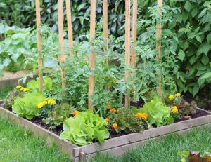 Jardin : optimisez votre potager en plantant des fleurs ! / iStock.com - NCAImages