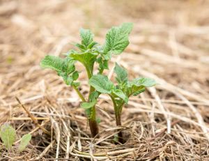 Jardiner sans pesticides : comment prendre soin de votre potager sans polluer / iStock.com - Hans Verburg