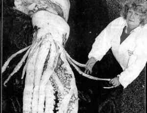Extrait d’un journal australien avec une des premières photos de calmar géant estimé autour de 220 kg