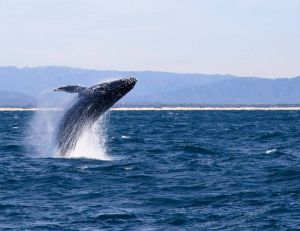 Journée internationale de la baleine : le point sur la protection des mammifères marins / iStock.com - Mevans
