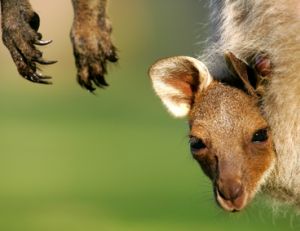 Le bébé kangourou, un mammifère de poche…
