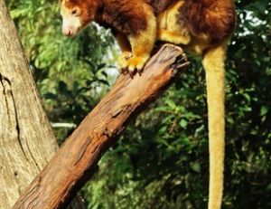 Le kangourou arboricole ne se rencontre lui qu'en Nouvelle Guinée et en Indonésie