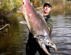 King saumon de 80 livres retrouvé mort après la fraie