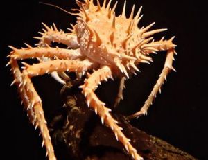 Une parmi les 3500 espèces, le « spiny king crab »
