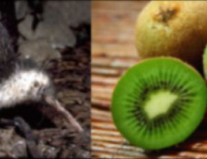 Kiwis - l'oiseau et les fruits