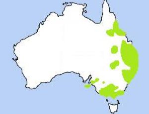 Aire de répartition des koalas en Australie