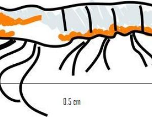 Type de micro crustacé constituant de krill