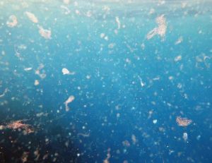 L'océan Pacifique devient si acide qu'il dissout les carapaces des crabes / Istock.com - Tunatura