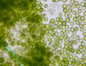 La chlorelle, la micro-algue aux multiples bienfaits / iStock.com - Sinhyu