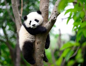 Le panda, une espèce vulnérable à l'extinction mais plus en voie de disparition / iStock.com - Young777