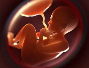Le placenta, ses positions et son rôle pendant la grossesse / Istock.com - Henrik5000