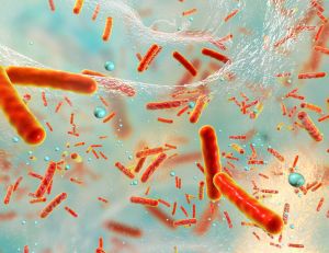Le Staphylocoque doré : une bactérie responsable d'infections / iStock.com - Dr_Microbe