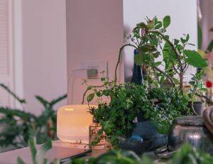 Les 5 plantes d’intérieur faciles à entretenir pour purifier l’air de votre maison