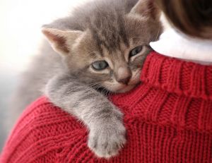 Les questions à se poser avant d'adopter un chat ou un chaton / iStock.com-Bartolome Ozonas