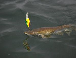 Un leurre à grande bavette pour pêcher en profondeur
