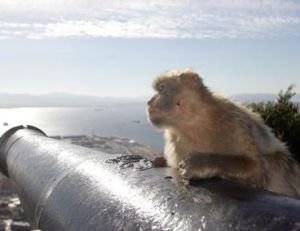 Un macaque artilleur de la couronne britannique à Gibraltar