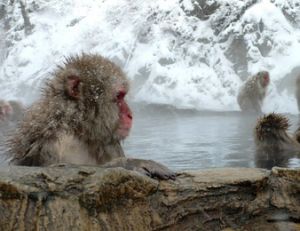 Macaques japonais dans une source chaude