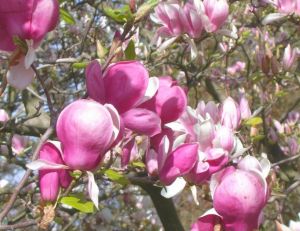 Magnolia x soulangeana ‘Lennei’ © Jardiland