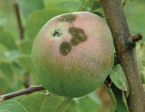 Connaître les maladies des arbres fruitiers