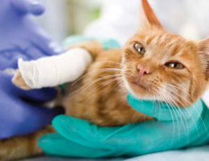 Les maladies du chat : le ténia