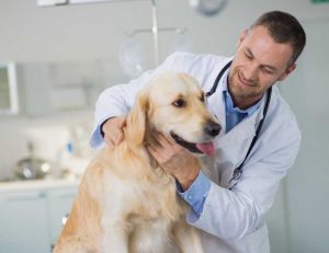 Les maladies du chien : le tétanos