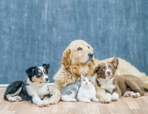 Maltraitance animale : un certificat est désormais nécessaire pour adopter un animal de compagnie / iStock.com - FatCamera