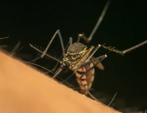 # Mardi Conseils : des remèdes pour soulager les piqûres d'insectes / iStock.com - PongMoji