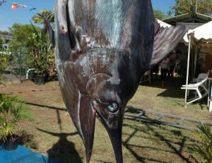 Le marlin noir, un trophée recherché