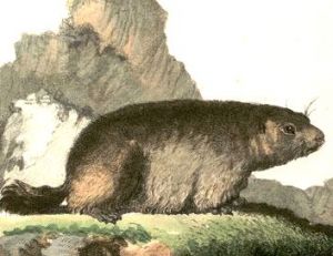 Marmotte, gravure illustrant les 