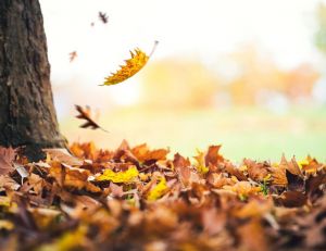 Mieux vivre : comment éviter la monotonie de l'automne ?/iStock.com-borchee