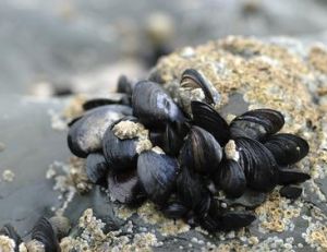 Les moules sauvages vivent fixées sur un rocher en colonies plus ou moins nombreuses