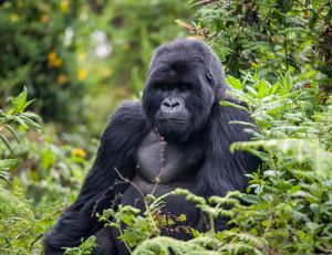 Naissance d'un gorille en milieu naturel de parents issus de parcs zoologiques / iStock.com - tschuma417
