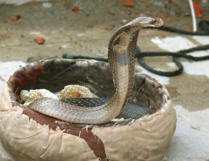 Cobra d'Egypte
