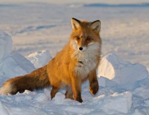 Nature : ces animaux à observer tout l'hiver / iStock.com - DmitryND